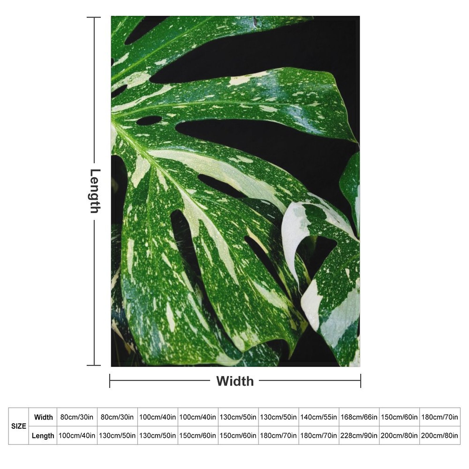 Monstera Thai Constellation Th - Monstera Thai Constellation 评论和价格