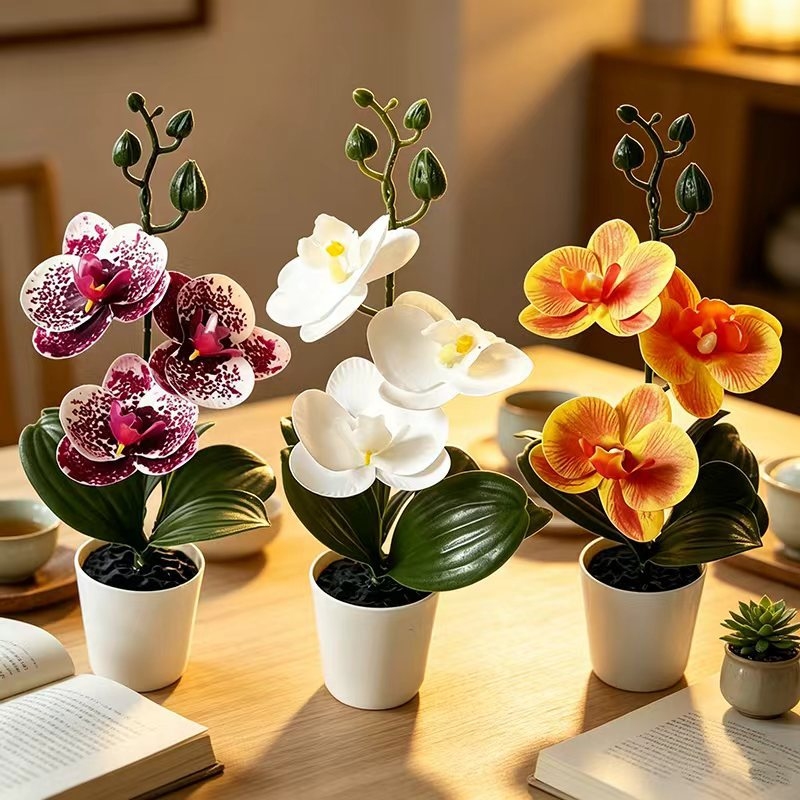 Mini Butterfly Orchid Potted P - Orchid Phalaenopsis 评论和价格