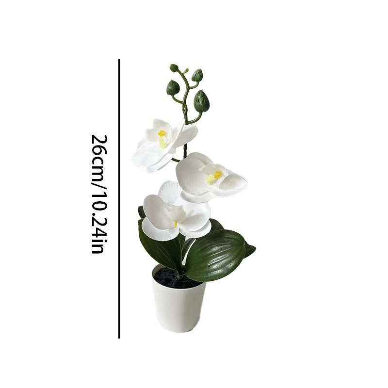 Mini Butterfly Orchid Potted P - Orchid Phalaenopsis 评论和价格