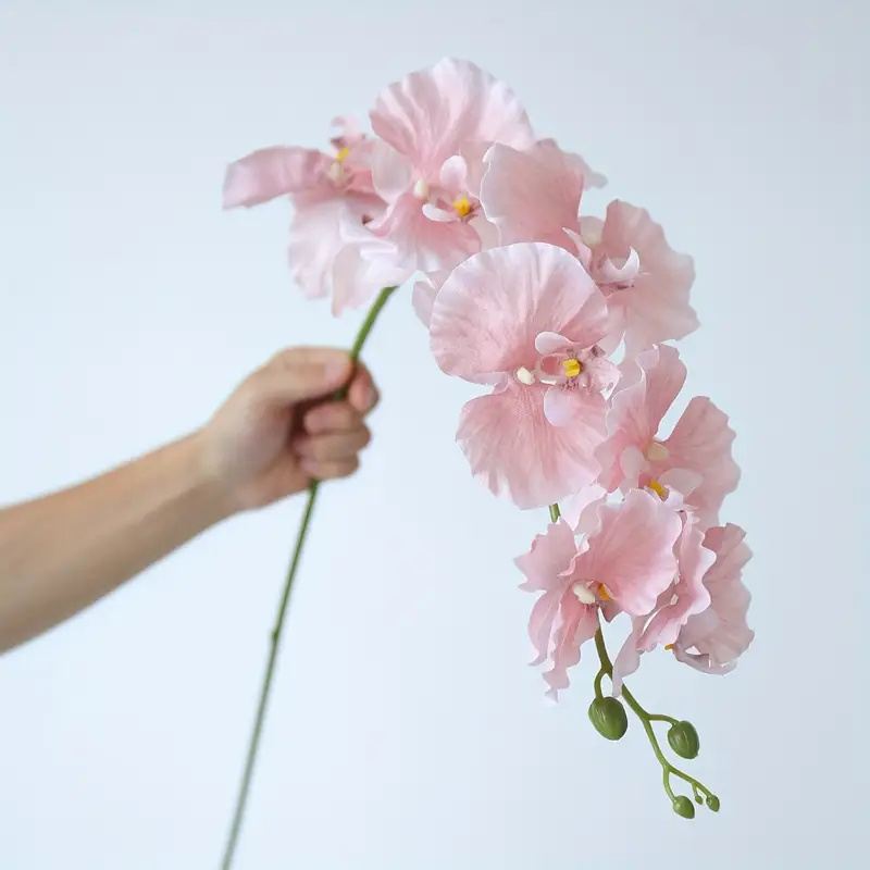Long Branch Butterfly Orchids  - Orchid Phalaenopsis 评论和价格